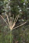 Saltmarsh fingergrass